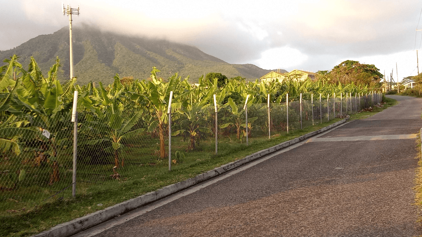 Fresh vegetables in a field Fresh vegetables in a field